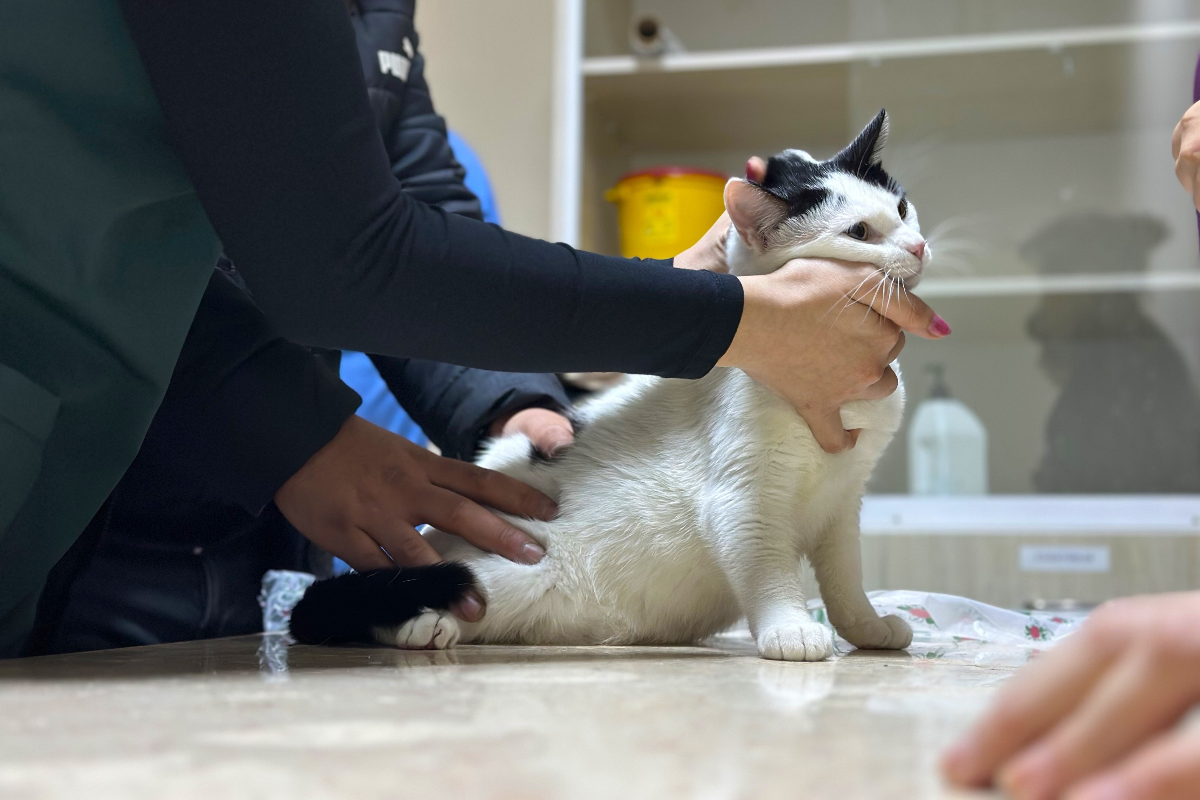 Diyarbakır Hayvan Hastanesi'nde 'soğuk algınlığı' yoğunluğu