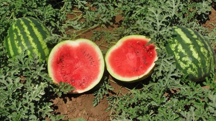 Diyarbakır karpuzu eski kilosuna kavuşuyor