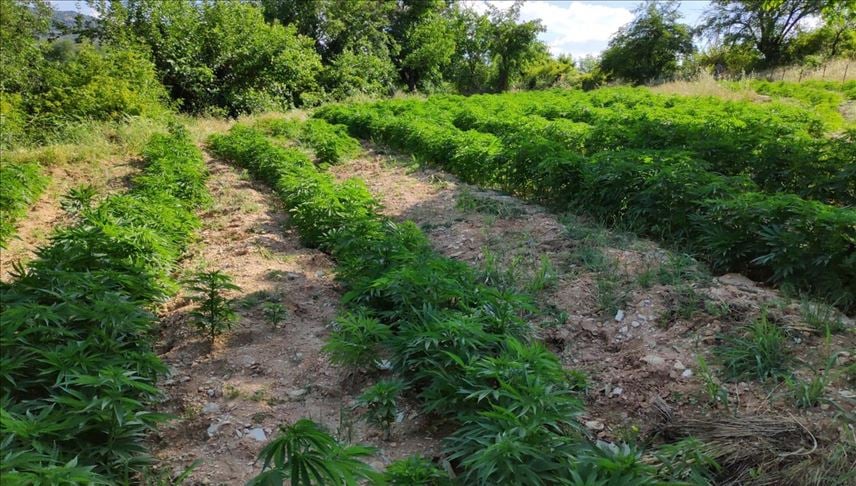 Diyarbakır'da 110 kilogram esrar, 330 bin 603 kök Hint keneviri ele geçirildi
