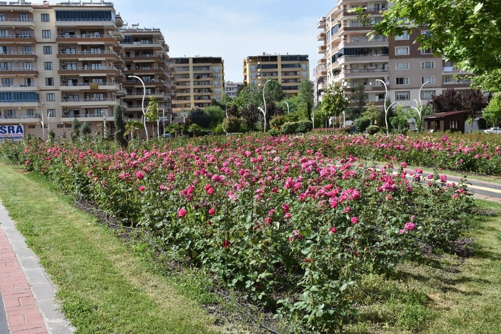 Diyarbakır’da 12 dönümlük alanda 25 gül çeşidi yetiştiriliyor 
