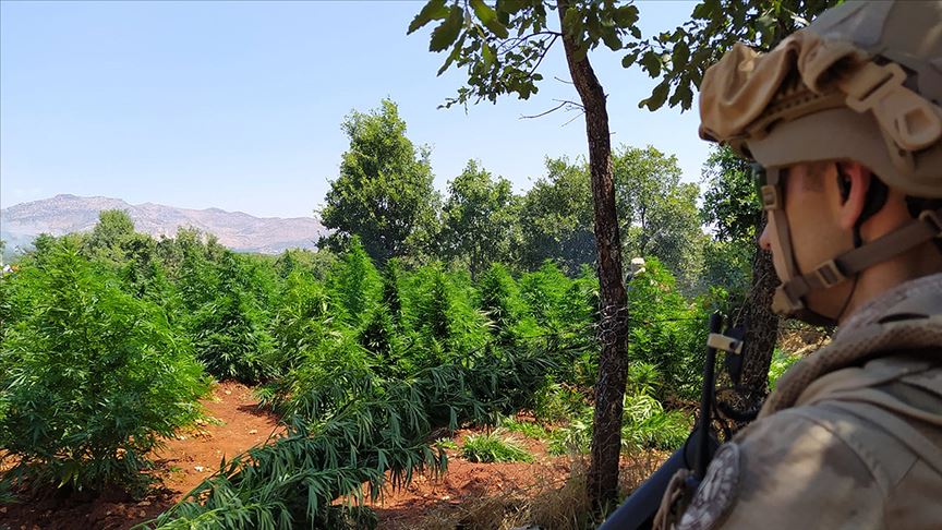 Diyarbakır'da 5 milyon 134 bin kök kenevir ve 1,5 ton esrar ele geçirildi
