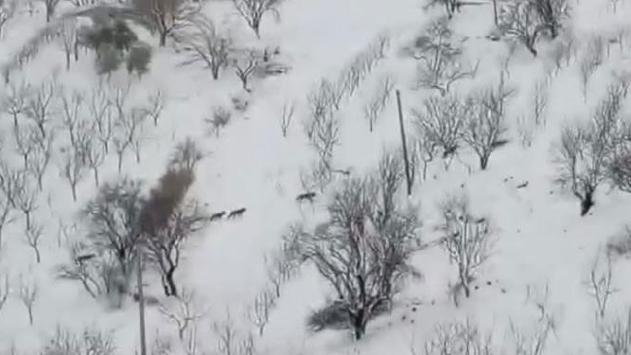 Diyarbakır’da aç kalan kurt sürüsü şehre indi