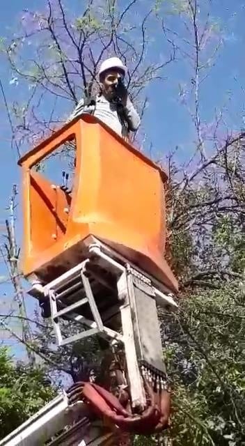 Diyarbakır’da ağaca takılan kumruyu Dicle Elektrik ekipleri kurtardı 