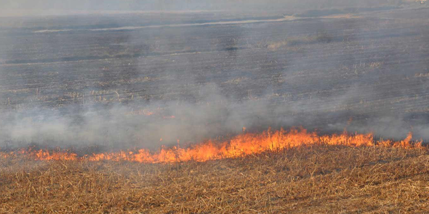 Diyarbakır'da anız yakanlara idari para cezası uygulanacak