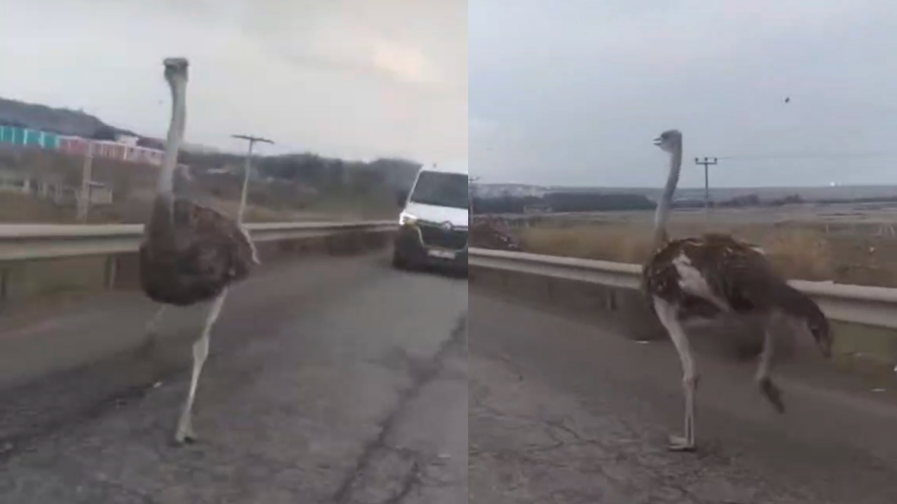 Diyarbakır'da bahçeden kaçan deve kuşu, günler sonra bulundu
