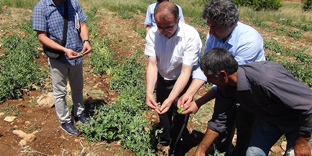 Terör bitince Diyarbakır coştu! İlk kez üretildi
