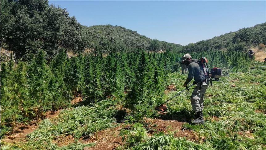 Diyarbakır'da bir milyon 289 bin kök Hint keneviri ele geçirildi
