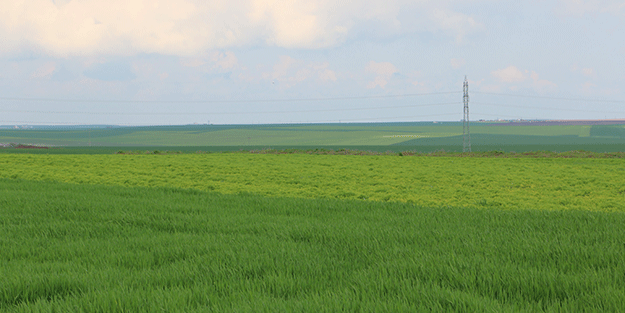 Diyarbakır’da çiftçinin yüzü son yağışlarla güldü