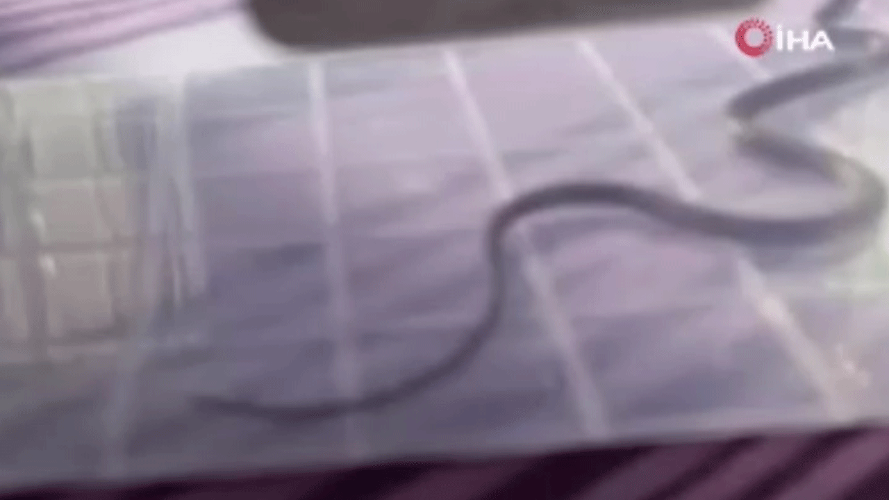 Diyarbakır'da evin içinden çıkanı görünce şok geçirdiler!