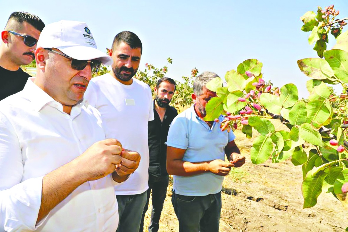 Diyarbakır’da fıstık hasadına başlandı