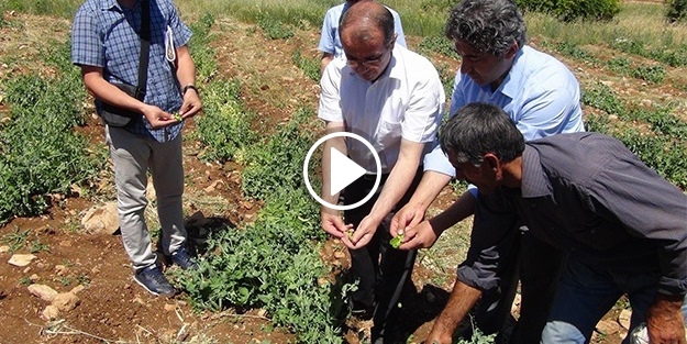 Diyarbakır’da ilk defa bezelye üretildi