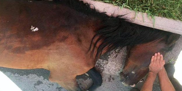 Diyarbakır'da insanlık ayıbı! Sahibi atını yolun ortasında bıraktı