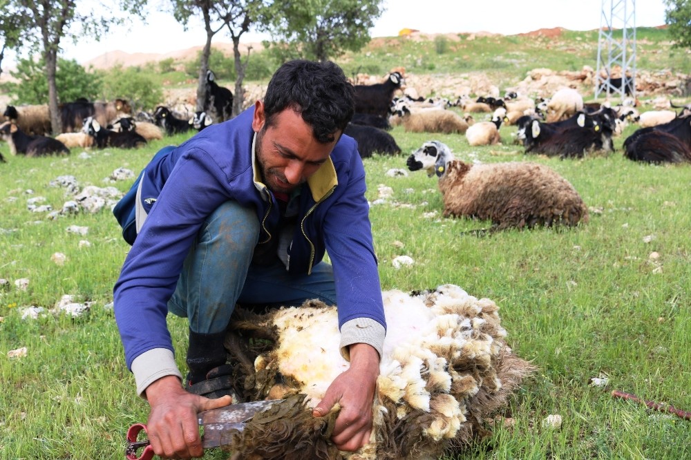 Diyarbakır’da koyun kırma sezonu başladı 