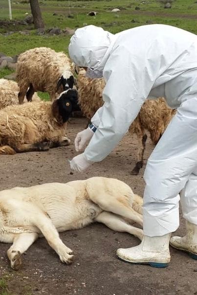 Diyarbakır’da kuduz aşılama kampanyası 