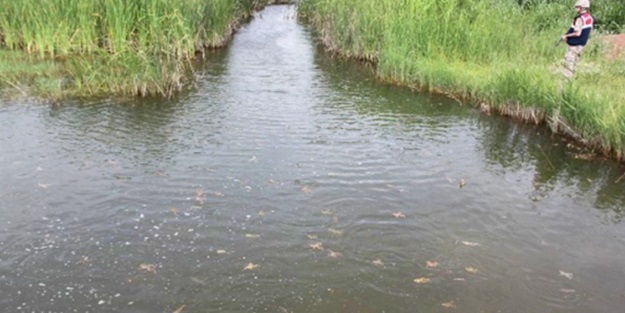 Diyarbakır'da Kurbağa Operasyonu