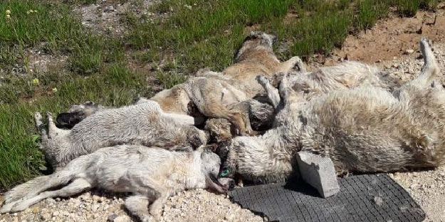 Diyarbakır'da ölü bulunan 13 köpek çukura gömüldü