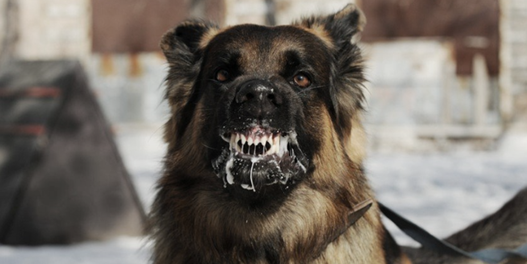 Diyarbakır'da sahipsiz köpeğin saldırdığı 7 yaşındaki çocuk yaralandı