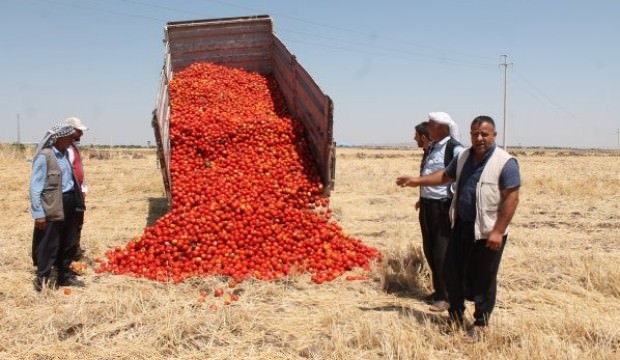 Diyarbakır'da satamadığı tonlarca domatesi tarlaya döktü