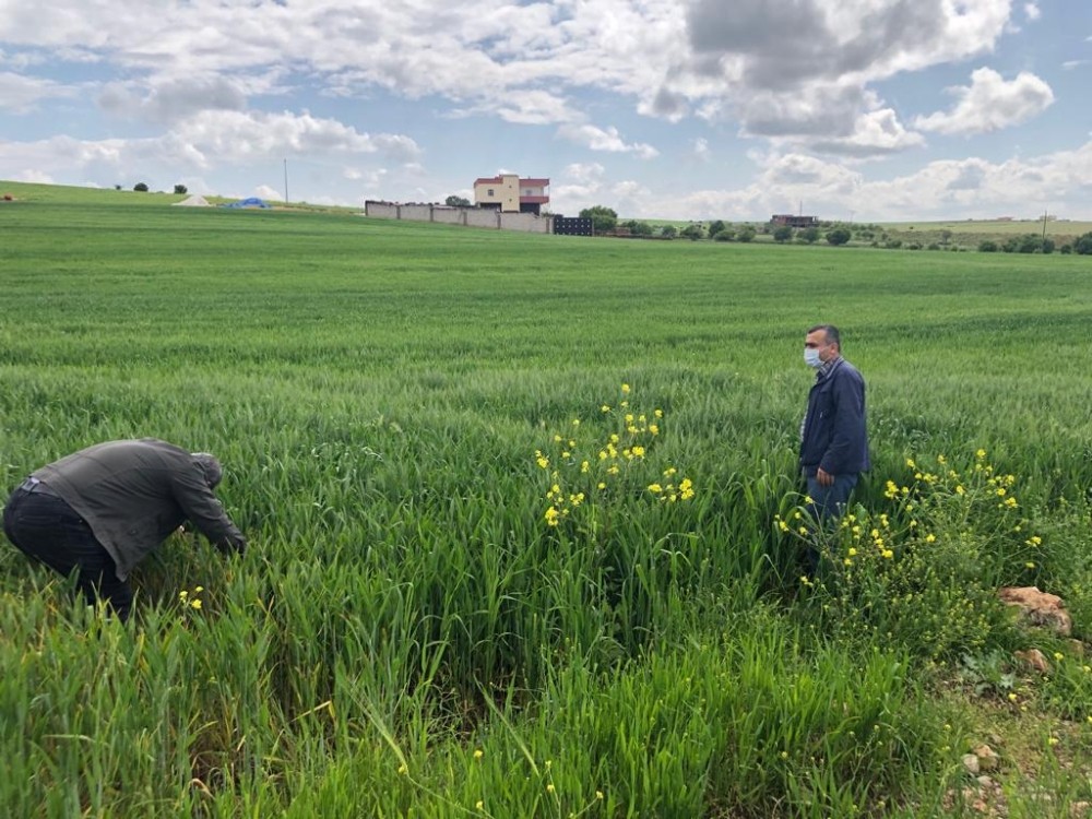 Diyarbakır’da süne ile mücadele sürüyor 