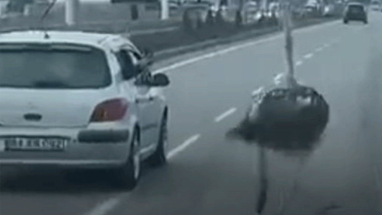 Diyarbakır'da trafikte koşan şeyi görenler gözlerine inanamadı!