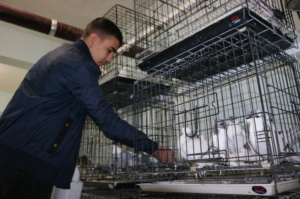 Diyarbakır’da üç bina güvercinler için otele çevrildi 
