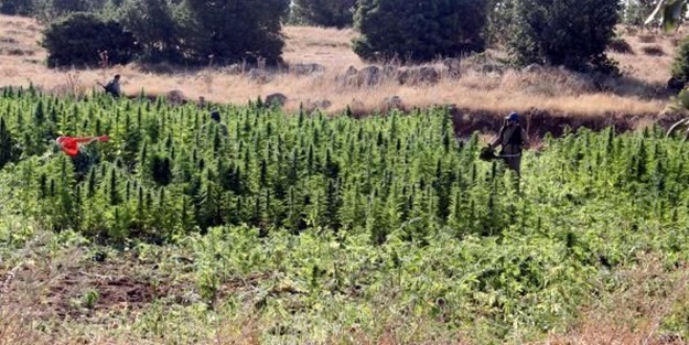 Diyarbakır'da uyuşturucu tarlalarına baskın