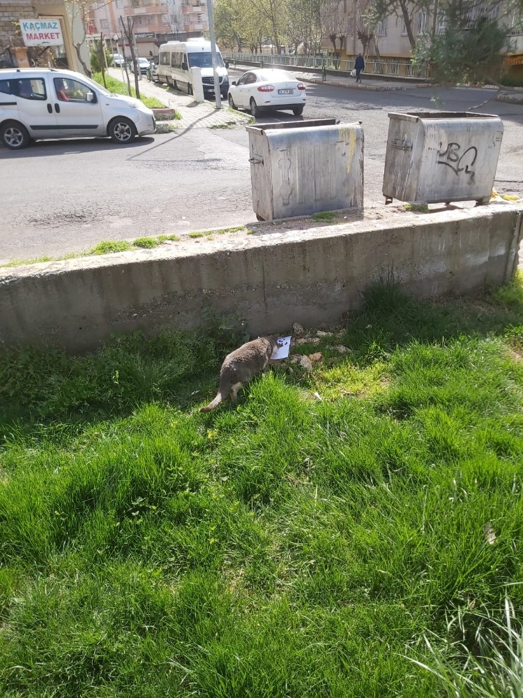 Diyarbakır’da vatandaşlar sokak hayvanlarını unutmadı 