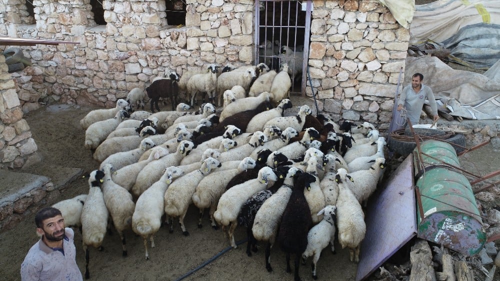 Diyarbakırlı besiciler kurbanlık hazırlıklarına devam ediyor 