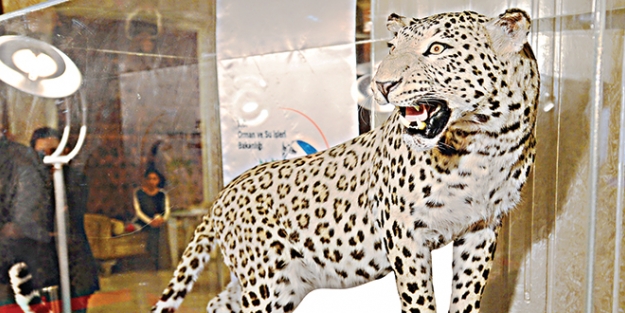 Diyarbakırlı leopar sergilendi