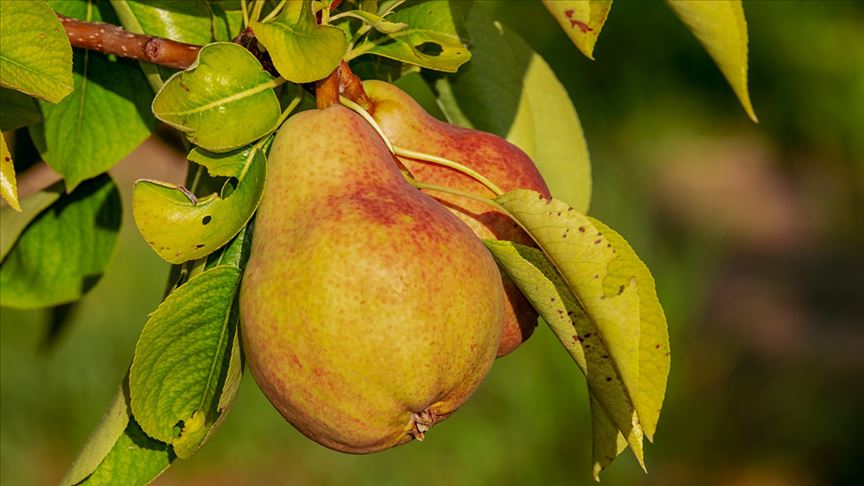 Diyetisyen Canel Öner 'İştah kontrolü sağlayan armut zayıflamaya yardımcı oluyor'