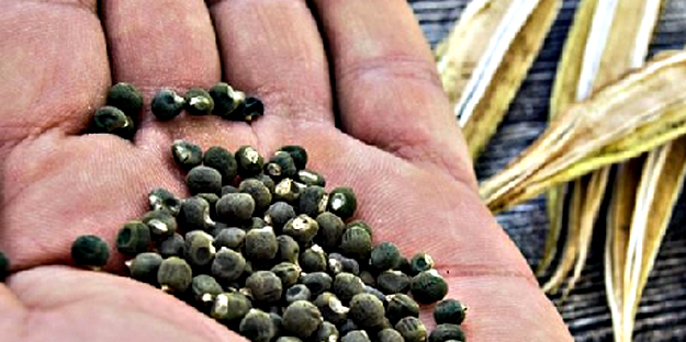 Diz ağrısına, kireçlenmeye iyi gelen bamya tohumu kürü: Şifası 'yok artık' dedirtecek...