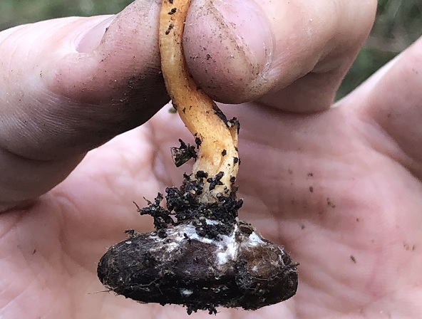 Dizilere konu olan mantar İstanbul’da görüldü! Bunu yiyen ‘zombi’ oluyor(!)