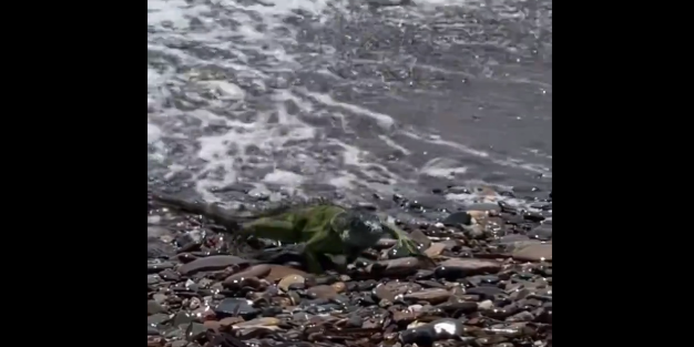 DMM'den 'Komodo Ejderi' iddiası!