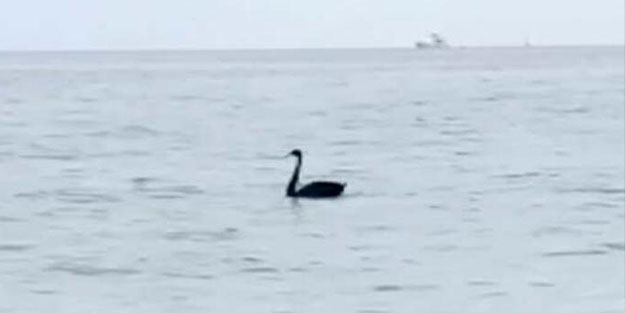 Doğa canlanıyor! Kemer'de siyah kuğu görüldü