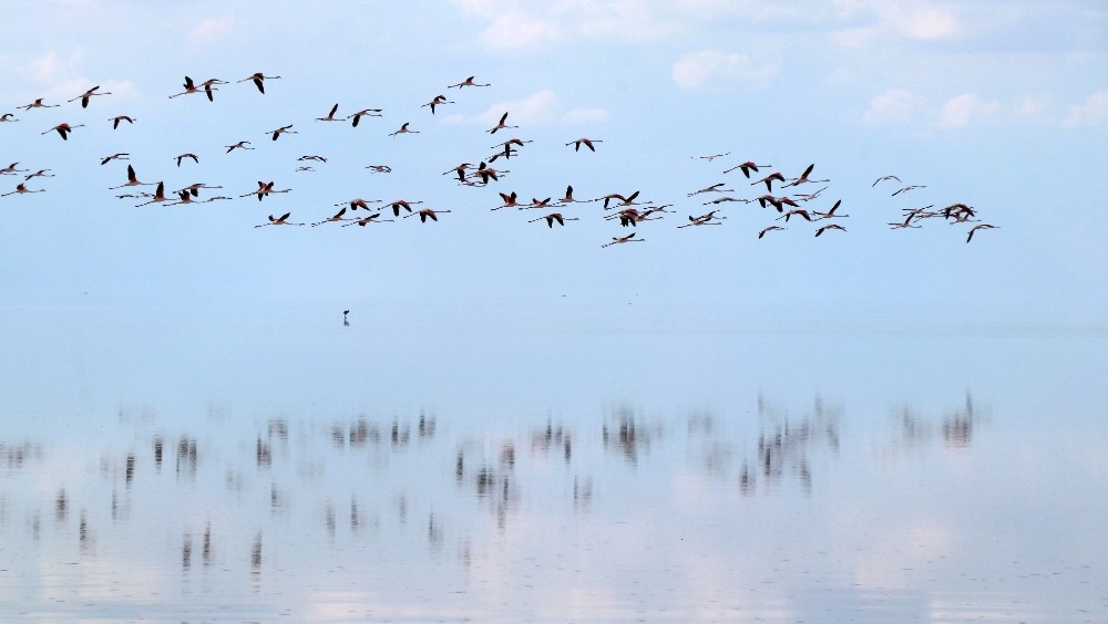 Doğa harikası Tuz Gölü’nde yavru flamingo şöleni 