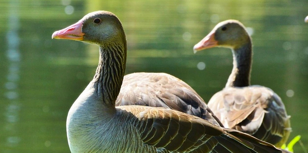 Doğa için resmen kıyamet alameti: Son 40 yılda böyle bir şey görülmedi! Bir yumurtanın içerisinden çıktı
