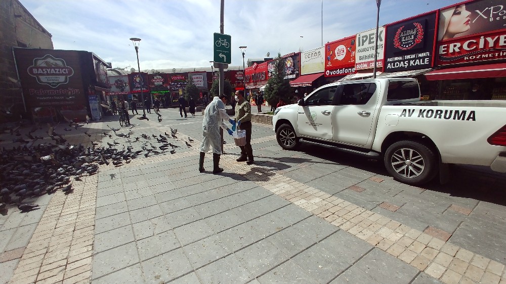 Doğa Koruma ve Milli Parklar Şube Müdürlüğü’nden güvercinlere yem desteği 