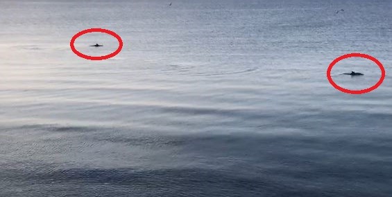 Doğa özüne dönüyor: Deniz Yunuslara kaldı 
