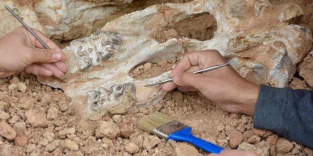 'Doğa tarihi açısından Anadolu oldukça önemli'