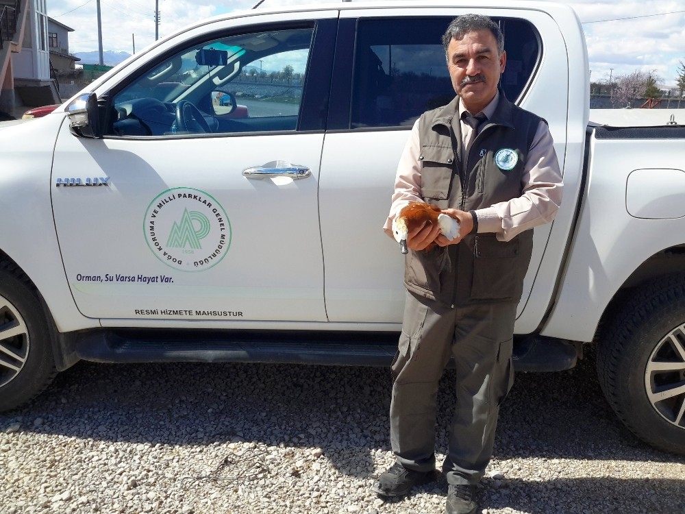 Doğada bulunan angut kuşu koruma altına alındı 