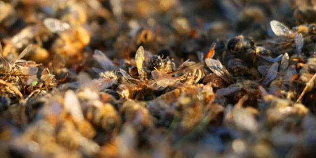 Doğada büyük tehlike: Topluca ölüyorlar