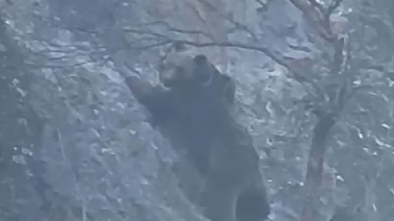 Doğada hayatta kalma mücadelesi! Bozayı avına ulaşmak için sarp kayalıklara meydan okudu