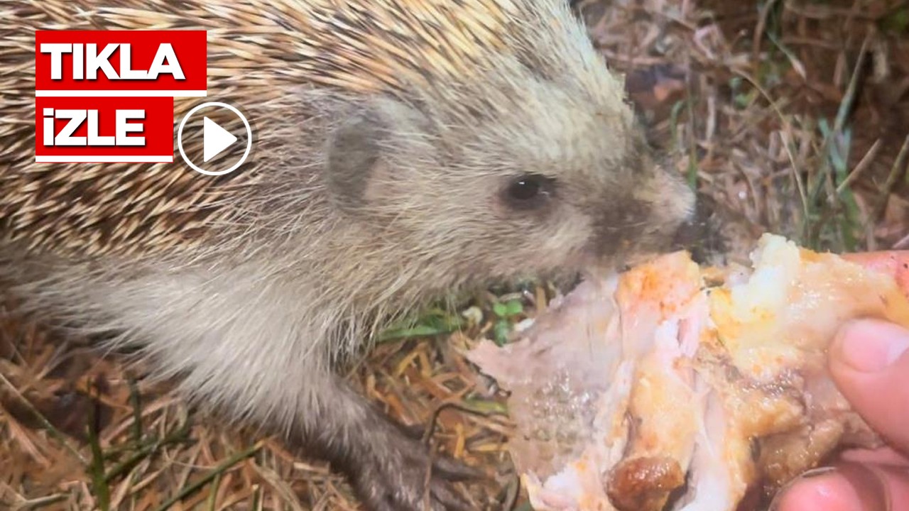 Doğada karşılaştığı kirpiyi bakın neyle besledi