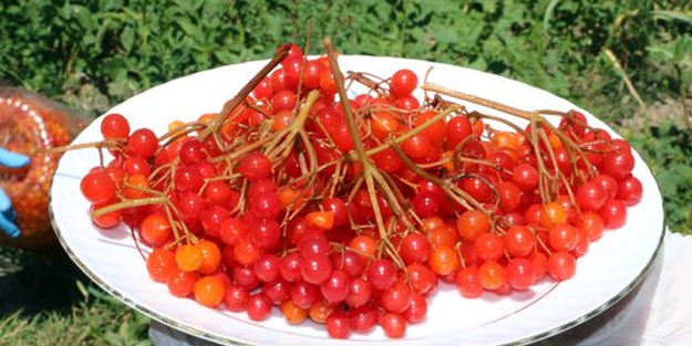 Doğada kendiliğinden yetişen gilaburu meyvesi, şifa dağıtıyor! Bu da Türkiye'de en çok Yozgat’ta oluyor