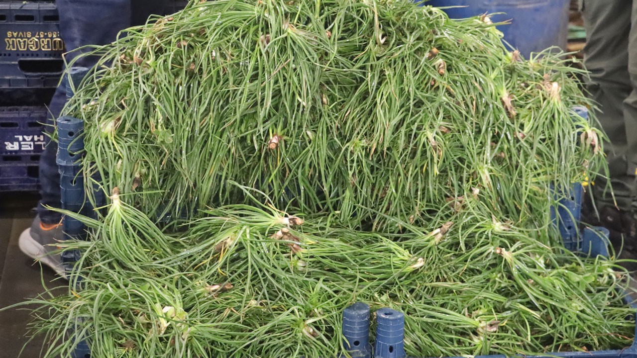 Doğada kendiliğinden yetişiyor! Almanya’dan sipariş yağıyor