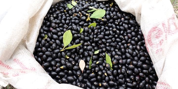 Doğada kendiliğinden yetişiyor, yağının kilosu 70 liradan satılıyor