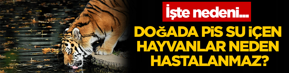 Doğada pis göllerden su içen hayvanlar neden hastalanmıyor? İşte cevabı!...