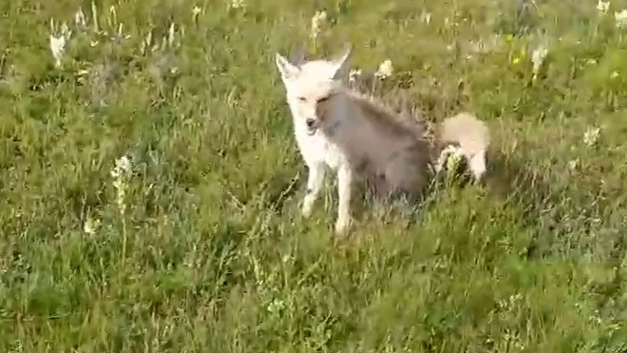 Doğada rastladı, gönülleri fethetti! Tilkiyle kurulan dostluk şaşırttı