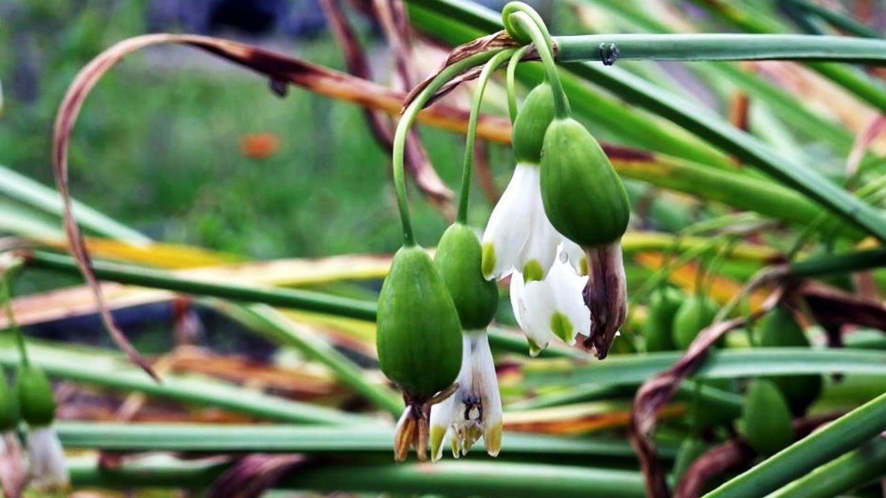 Doğadan gelen kazanç! Samsun'da aromatik bitkiler milyonluk gelir getirdi