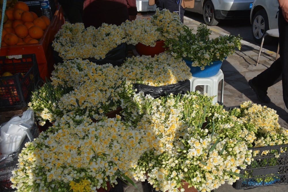 Doğadan gelen nergis çiçeği Sinop’ta gelir kapısı oldu